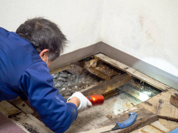 Best Water Damage Restoration  in Bunkie, LA