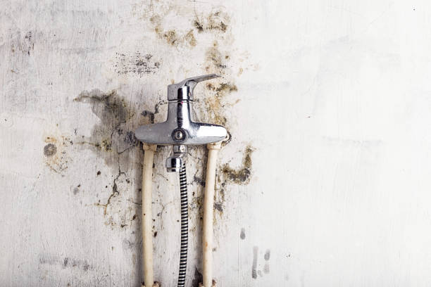 Best Local Mold Removal Service  in Bunkie, LA