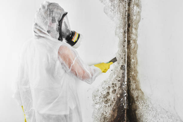 Mold Removal and Inspection in Bunkie, LA