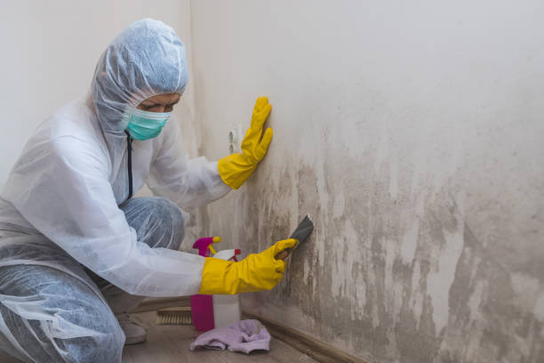 Best Mold Removal and Inspection  in Bunkie, LA