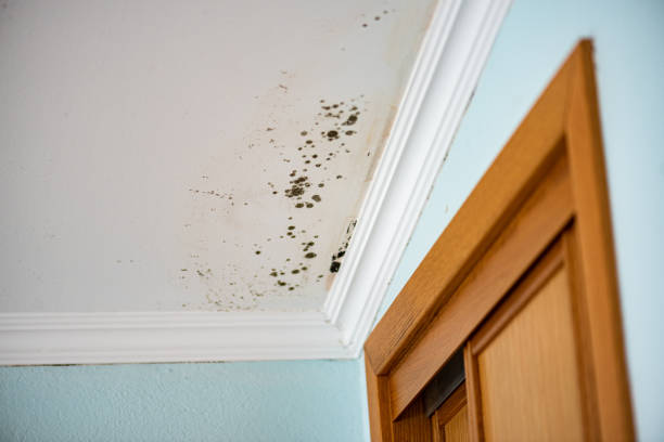 Best Attic Mold Removal  in Bunkie, LA