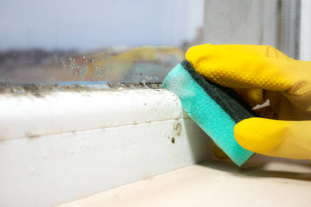 Best Attic Mold Removal  in Bunkie, LA