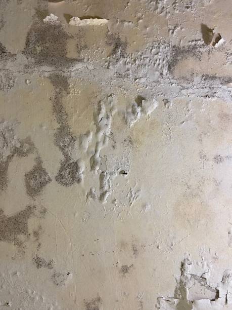 Best Residential Mold Removal  in Bunkie, LA