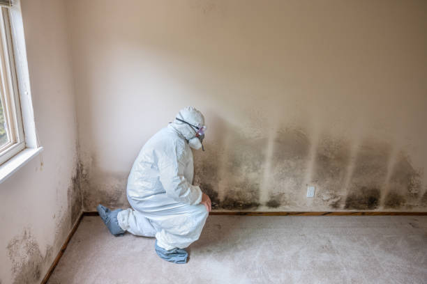 Professional Mold Removal in Bunkie, LA