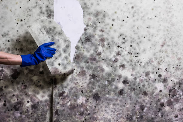 Best Mold Cleaning Services  in Bunkie, LA