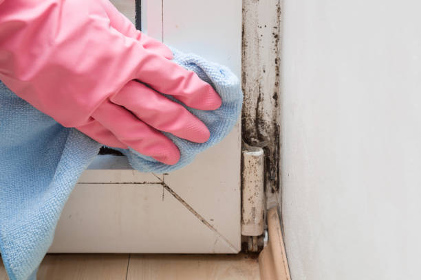 Office Mold Removal Services in Bunkie, LA