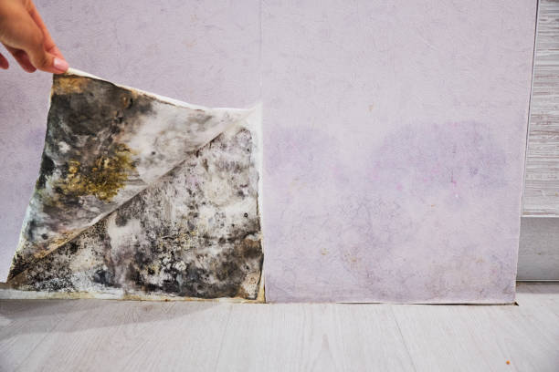 Best Commercial Mold Removal  in Bunkie, LA